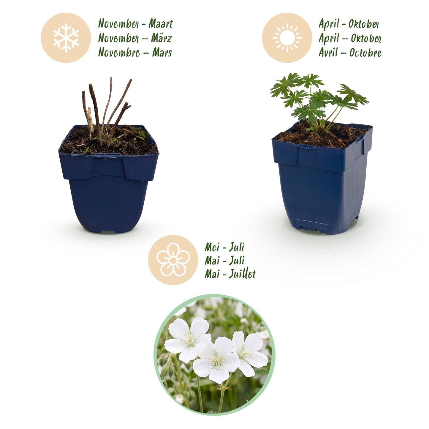 Perennial - Geranium sanguineum 'Album' - Bloody Cranesbill - Groundcover - White - 12 Plants - 11cm Pot - 15-25cm Height