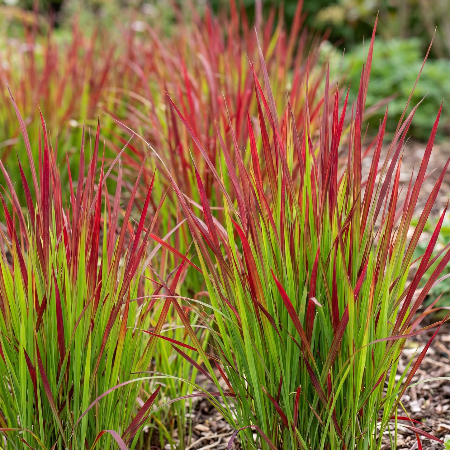 Grassen - Imperata cylindrica Red Baron - Japans bloedgras - Rode uitlopers - Rood - 6 Planten - Pot 11cm - Hoogte 15-25cm