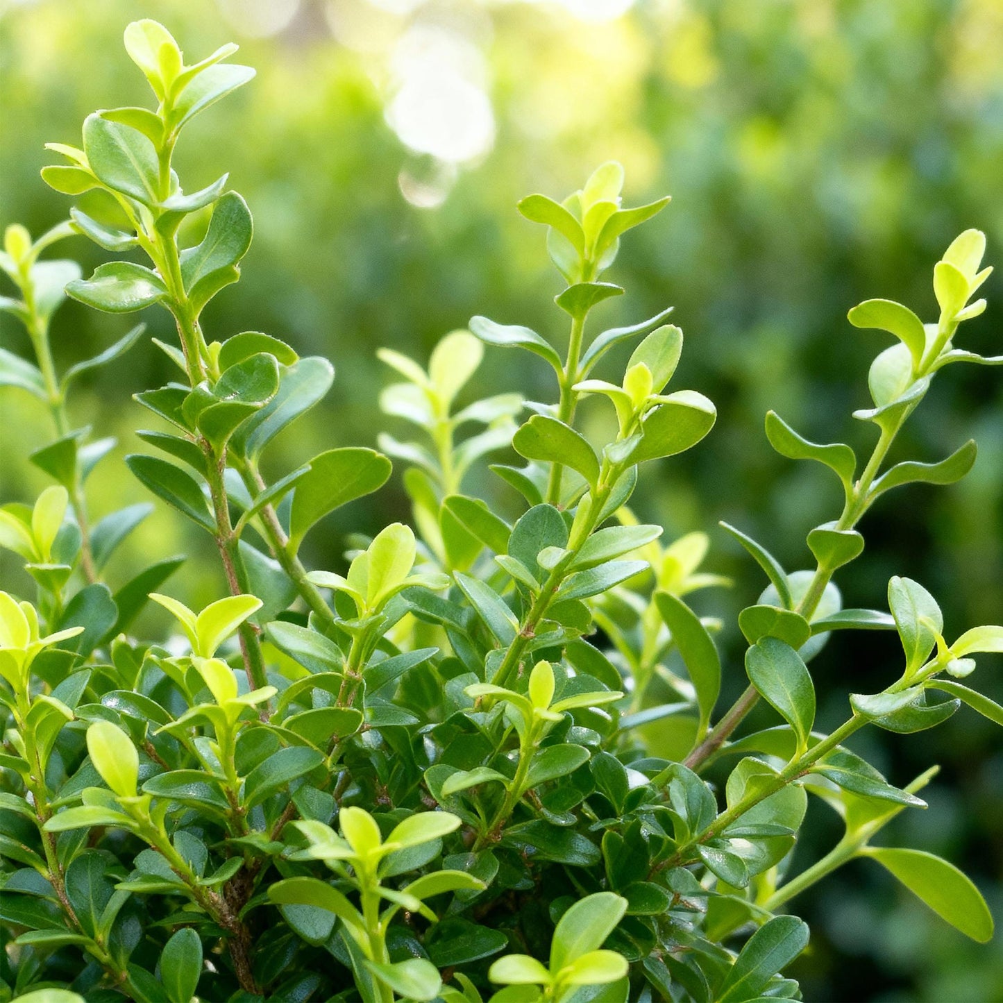 Green boutiQ - Buxus Hedge - BetterBuxus Babylon Beauty - Resistant to Boxwood Blight - 7 plants - 1 linear meter - pot 10.5cm height 25-30