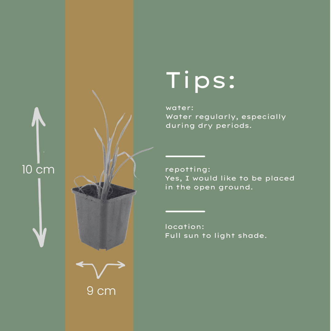 6x Hemerocallis 'Stella de Oro' - ↕10-25cm - Ø9cm