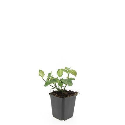 48x Euonymus fort. 'Coperta del dardo' - ↕10-25cm - Ø9cm