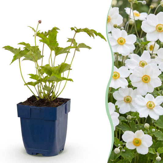 Perennial - Anemone hybr. Hon. Jobert - Japanese Anemone - Shade - White - 3 Plants - Pot 11cm - Height 15-25cm