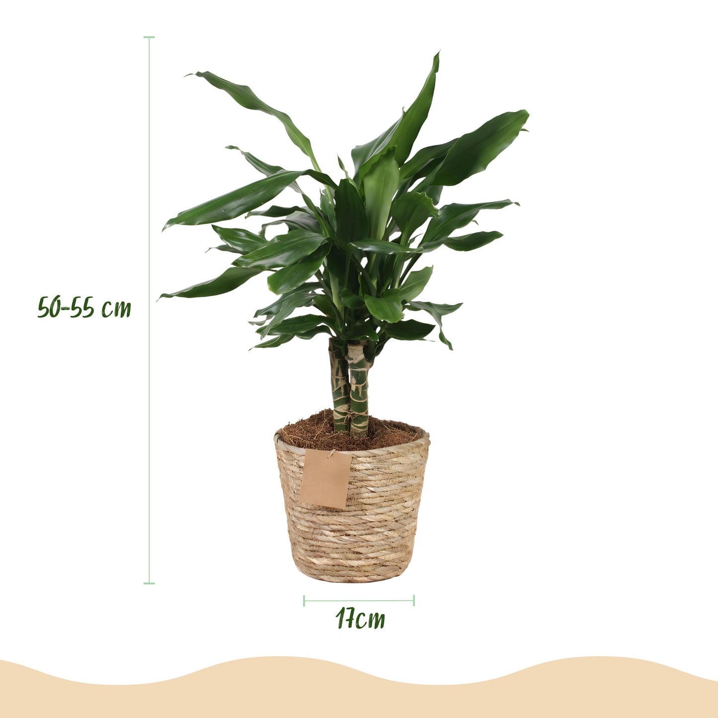 Green BoutiQ - Green is... Houseplants - Dracaena fragrans Steudneri - Dragon Blood Tree - Low maintenance - with basket - Green - 1 Plant - Pot 17cm - Height 50-55cm