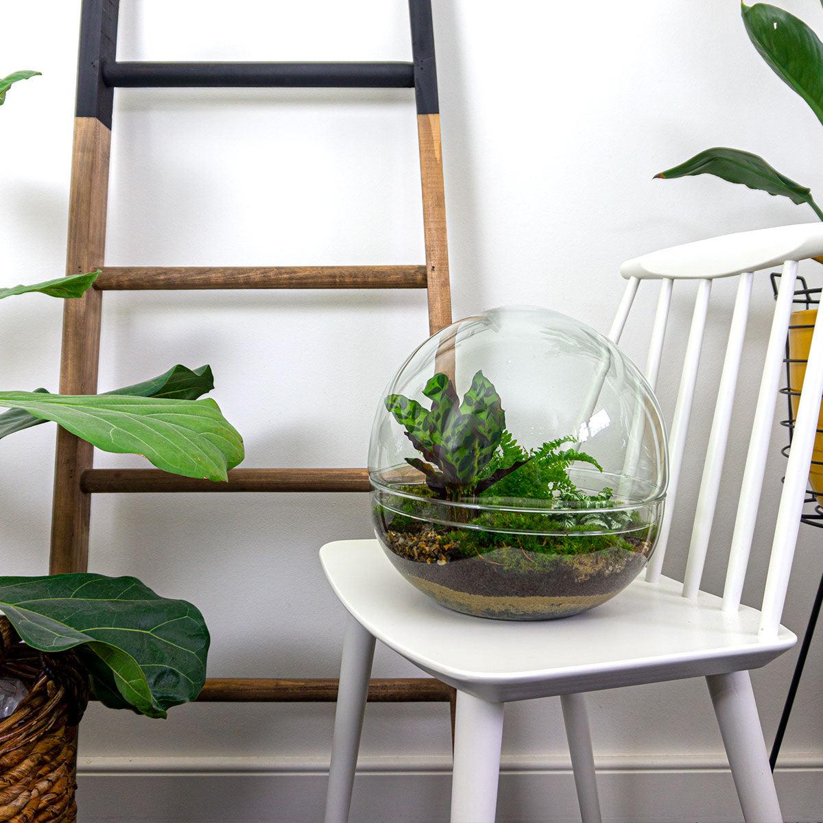 DIY Plant terrarium two-piece glass dome - Dome XL -Ø 28 cm ↑ 28 cm - Rake + Shovel + Tweezer + Scissors
