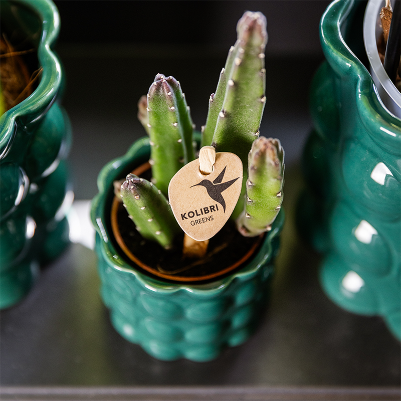 Hummingbird Home | Cotton Shine decorative pot - Green - Ø6cm