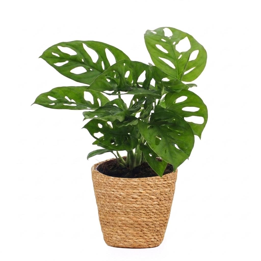 Monstera Adansonii - Rhaphidophora Tetrasperma - 1 Plant - with Basket - Pot 12cm - Height - 25cm