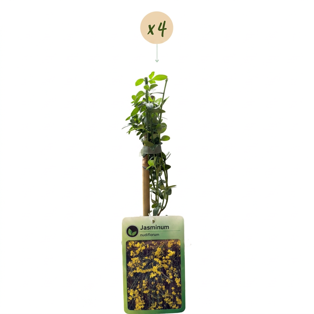 4x Jasminum nudiflorum - Winterjasmijn - Geel - Klimplant - Ø9cm - ↕35cm