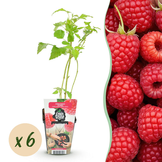 Fruitplanten - Framboos - Rubus idaeus Ottawa - Winterhard - 6 Planten - Pot 9 cm - Rode Framboos