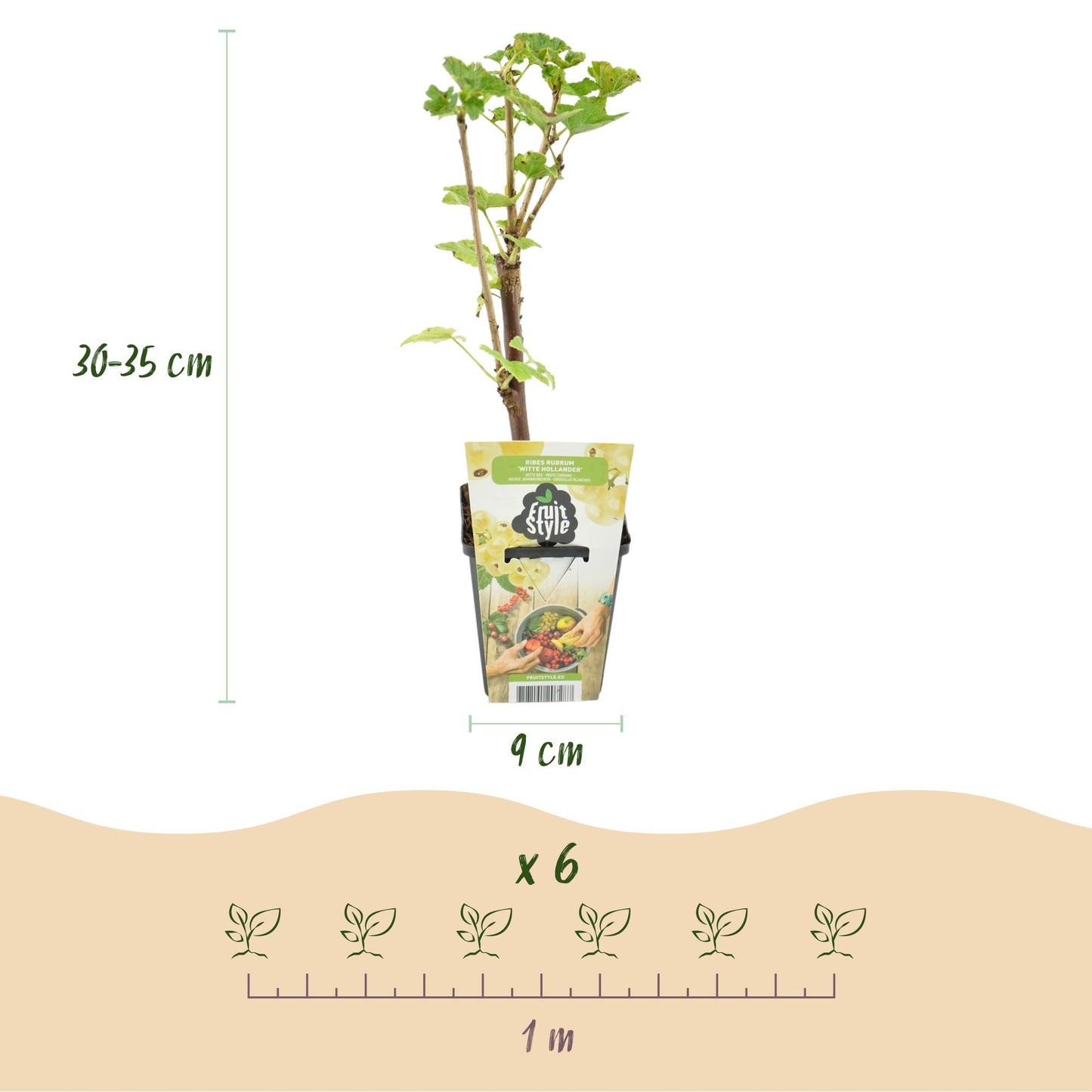 Green boutiQ - Fruitplanten - Wiite Bes - Ribes rubrum Witte Hollander - Winterhard - 3 Planten - Pot 9 cm - Witte Bes