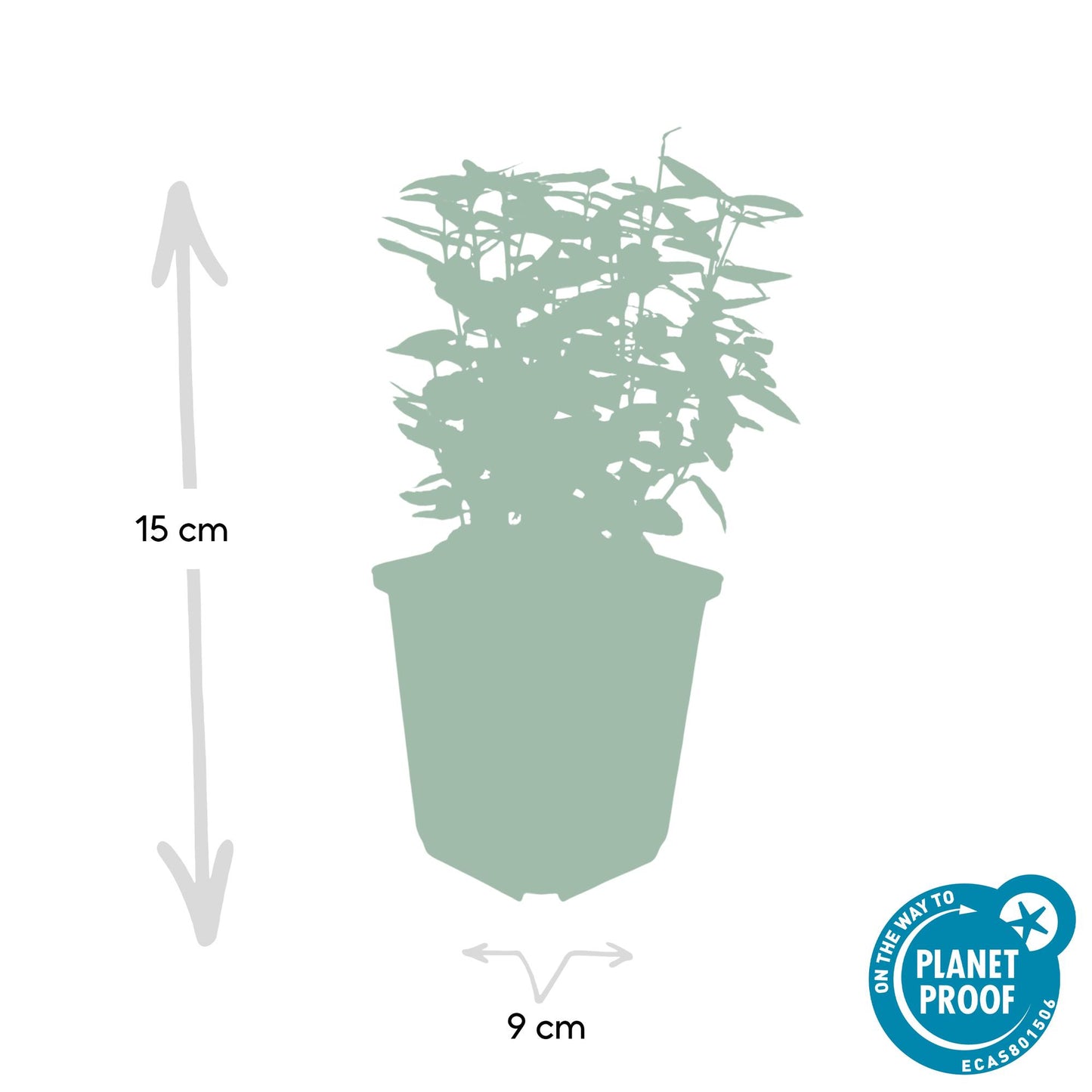 48x Euonymus fort. 'Emerald 'n Gold' - ↕10-25cm - Ø9cm