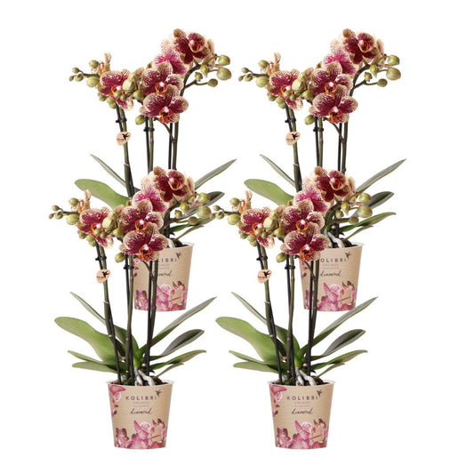 Orchidee colibrì | OFFERTA COMBI di 4 orchidee phalaenopsis gialle rosse - Spagna - dimensioni vaso Ø9cm | pianta d'appartamento in fiore - fresca dal coltivatore
