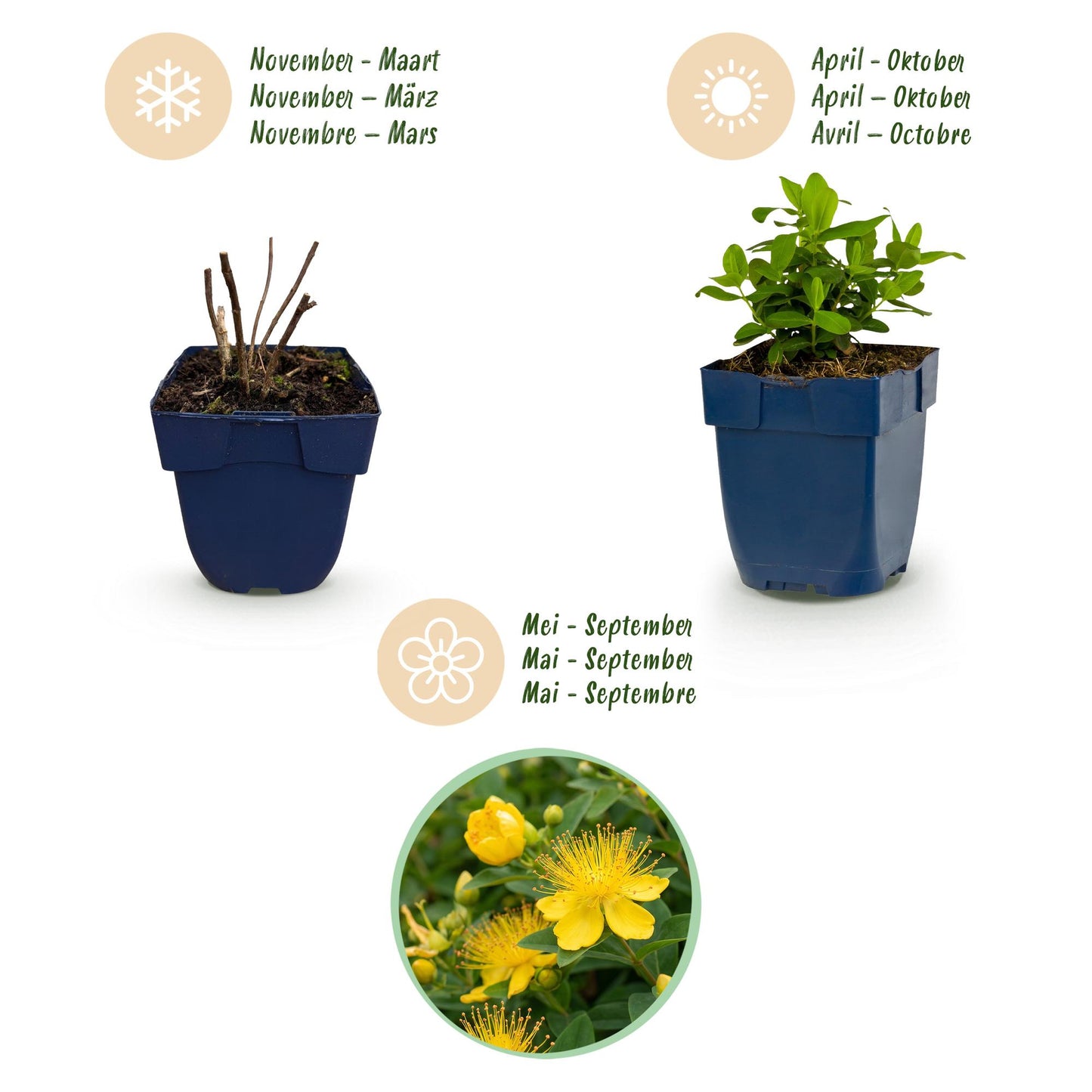 Vasteplant - Hypericum calycinum - Sint-Janskruid - Bijen- en vlinderlokkers - Geel - 6 Planten - Pot 11cm - Hoogte 15-25cm