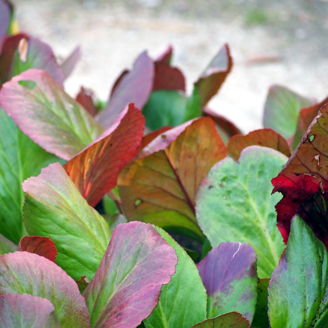 60x Heartleaf Bergenia - ↕10-25cm - Ø9cm