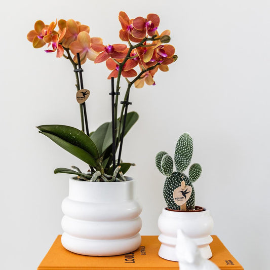 Orchidee colibrì | Orchidea Phalaenopsis arancione - Minerale Bolzano + Vaso a bolle bianco - dimensioni vaso Ø9cm | pianta d'appartamento in fiore - fresca dal coltivatore