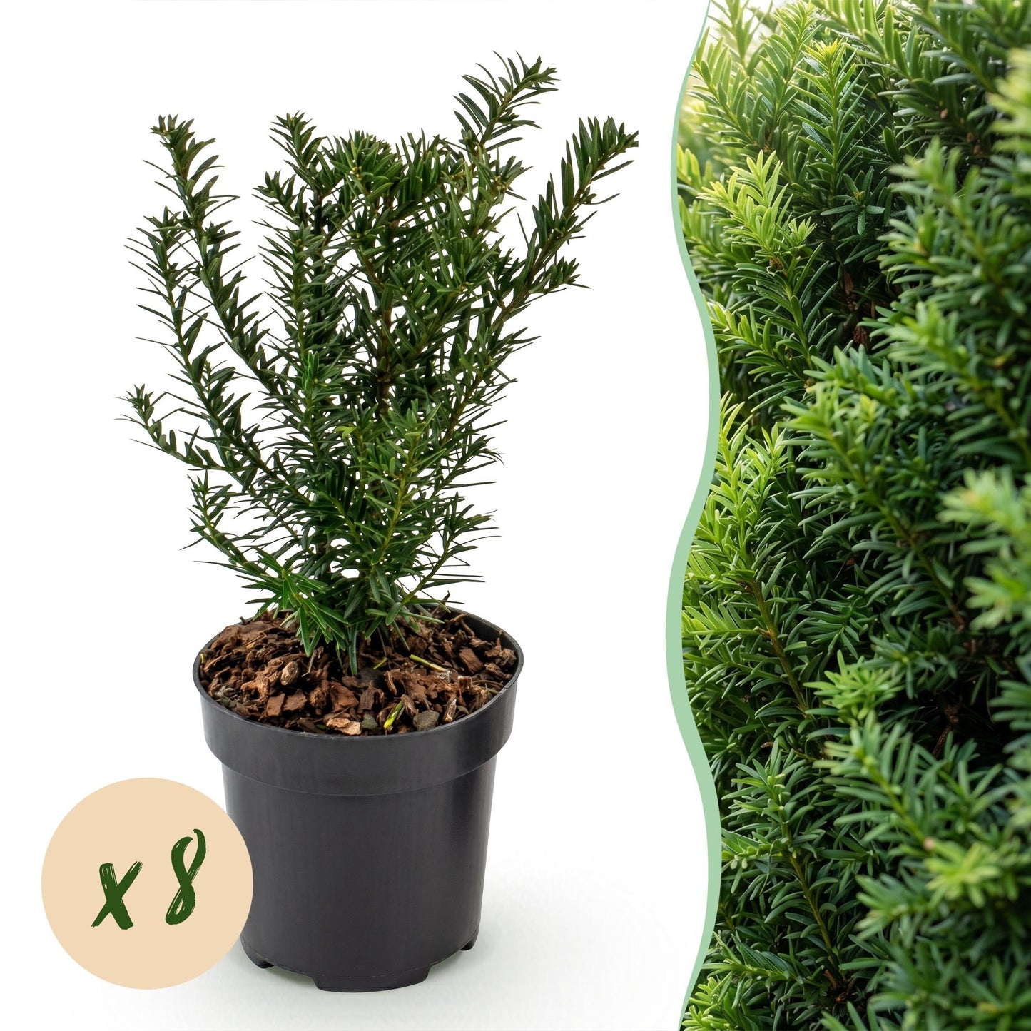 Green boutiQ - 8x Taxus baccata - Yew - Hedge Plants - Evergreen - Green - Pot 9cm - Height 20-30cm