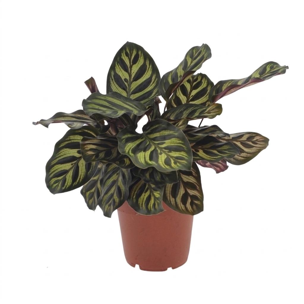 Calathea Makoyana - Pauwenplant - 1 Plant - Pot 12cm - Hoogte - 25cm