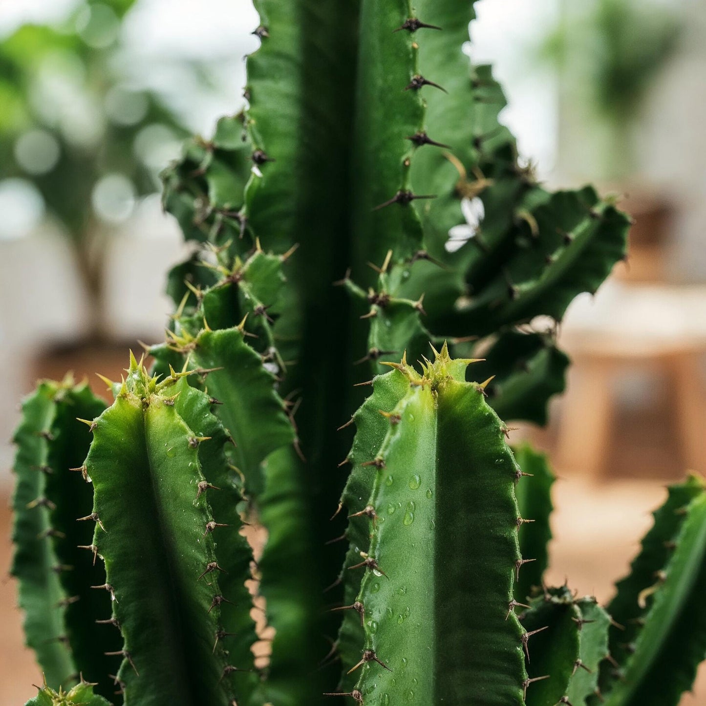 Kamerplant - Euphorbia eritrea - Afrikaanse melkboom - Weinig onderhoud - Groen - 1 - Pot 17cm - Hoogte 60cm