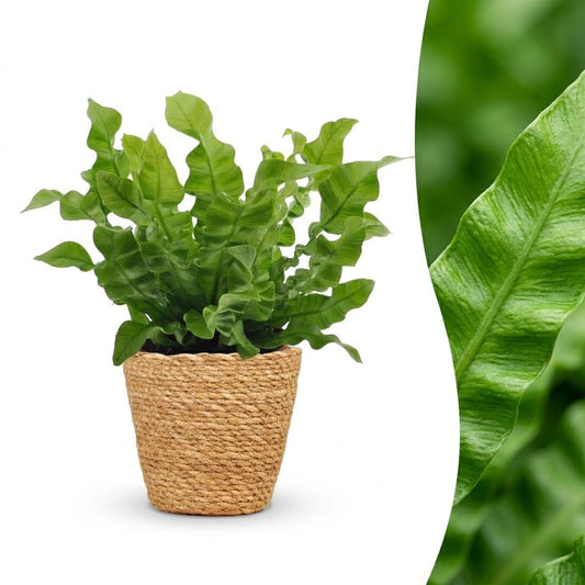 Asplenium Crispy Wave - Asplenium Crispy Wave - 1 Pianta - con Cesto - Vaso 12cm - Altezza 30cm