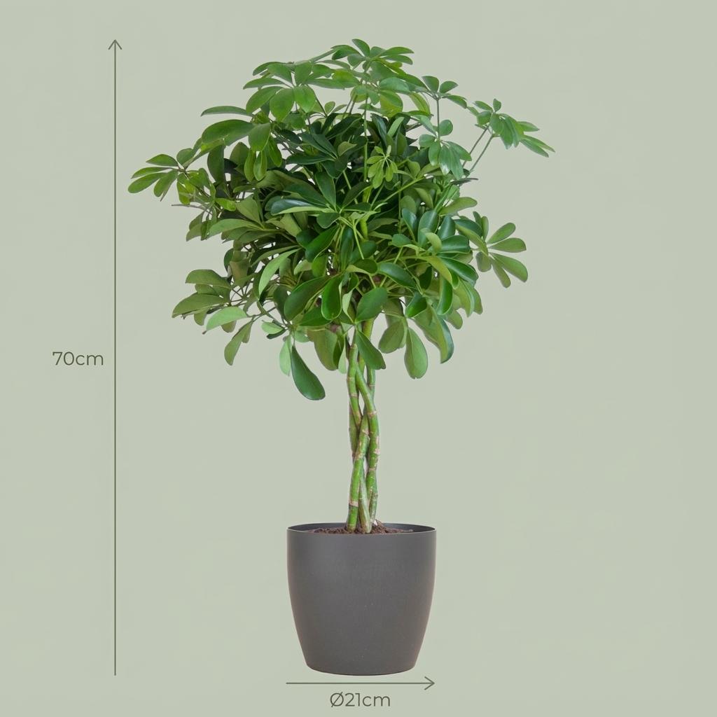 Schefflera Arab Nora with Potter grey - 70cm - Ø21