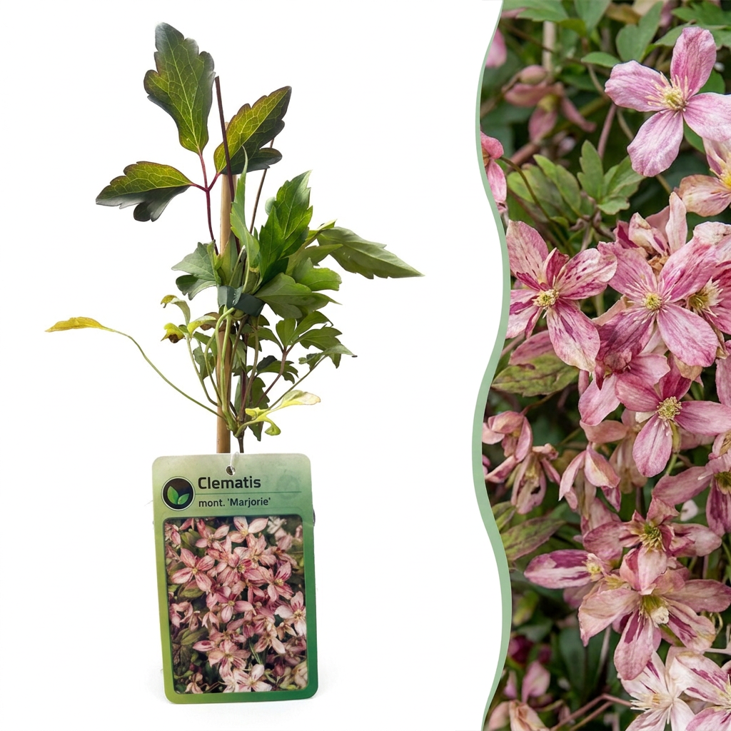 6x Clematis mont. 'Marjorie' - Mountain Clematis - Pink - Climbing plant - Ø9cm - ↕35cm