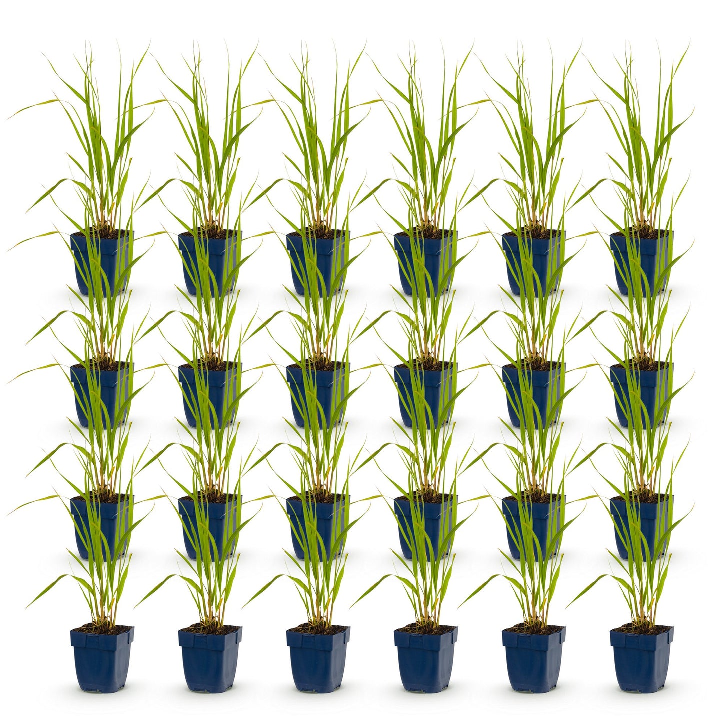 Grassen - Molinia caer. Heidebraut - Pijpestrootje - Met Pluim - Groen - 24 Planten - Pot 11cm - Hoogte 15-25cm