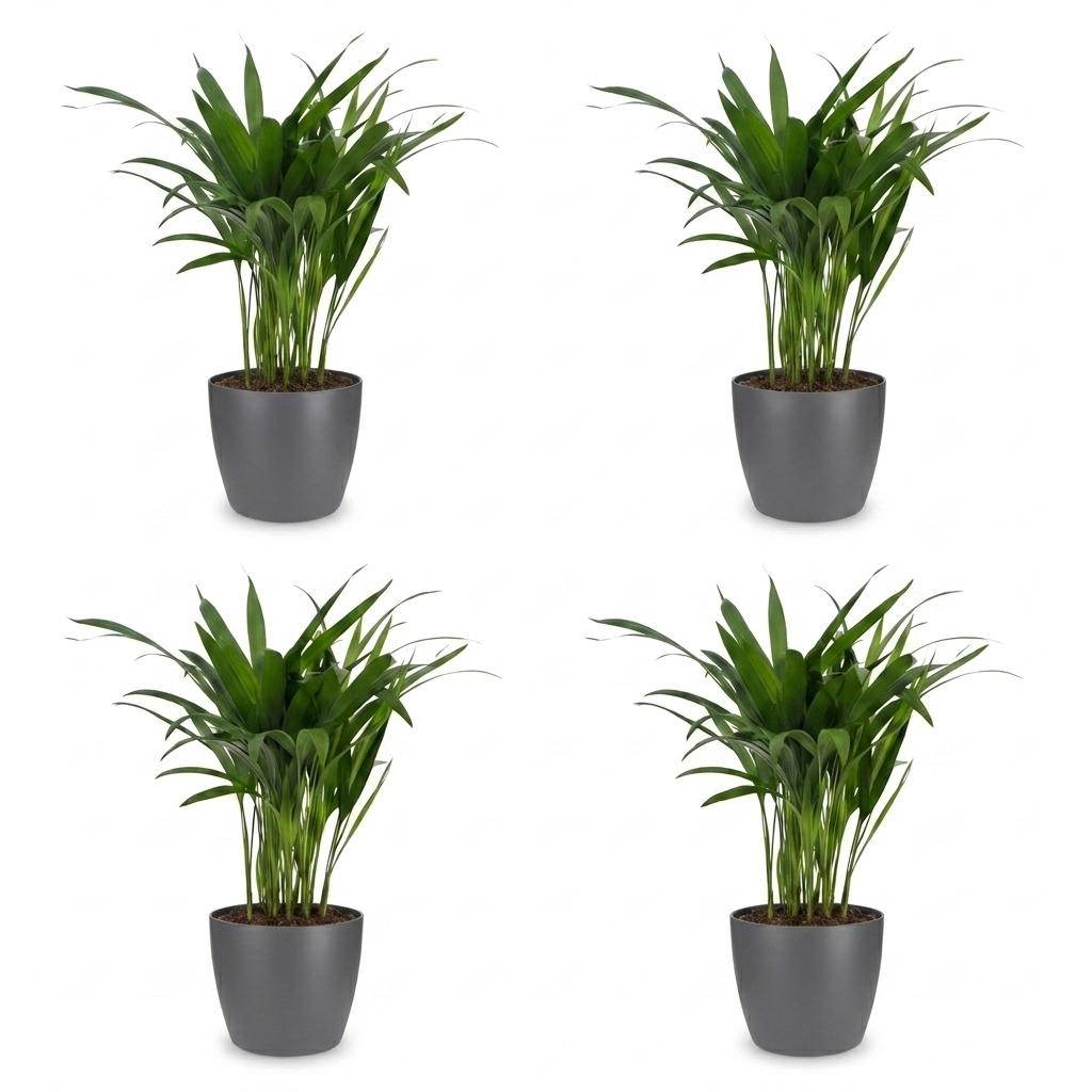 Green boutiQ - Areca Lutescens - Areca Palm - 4 Plants - with Potter Grijs - Pot 12cm - Height - 45cm