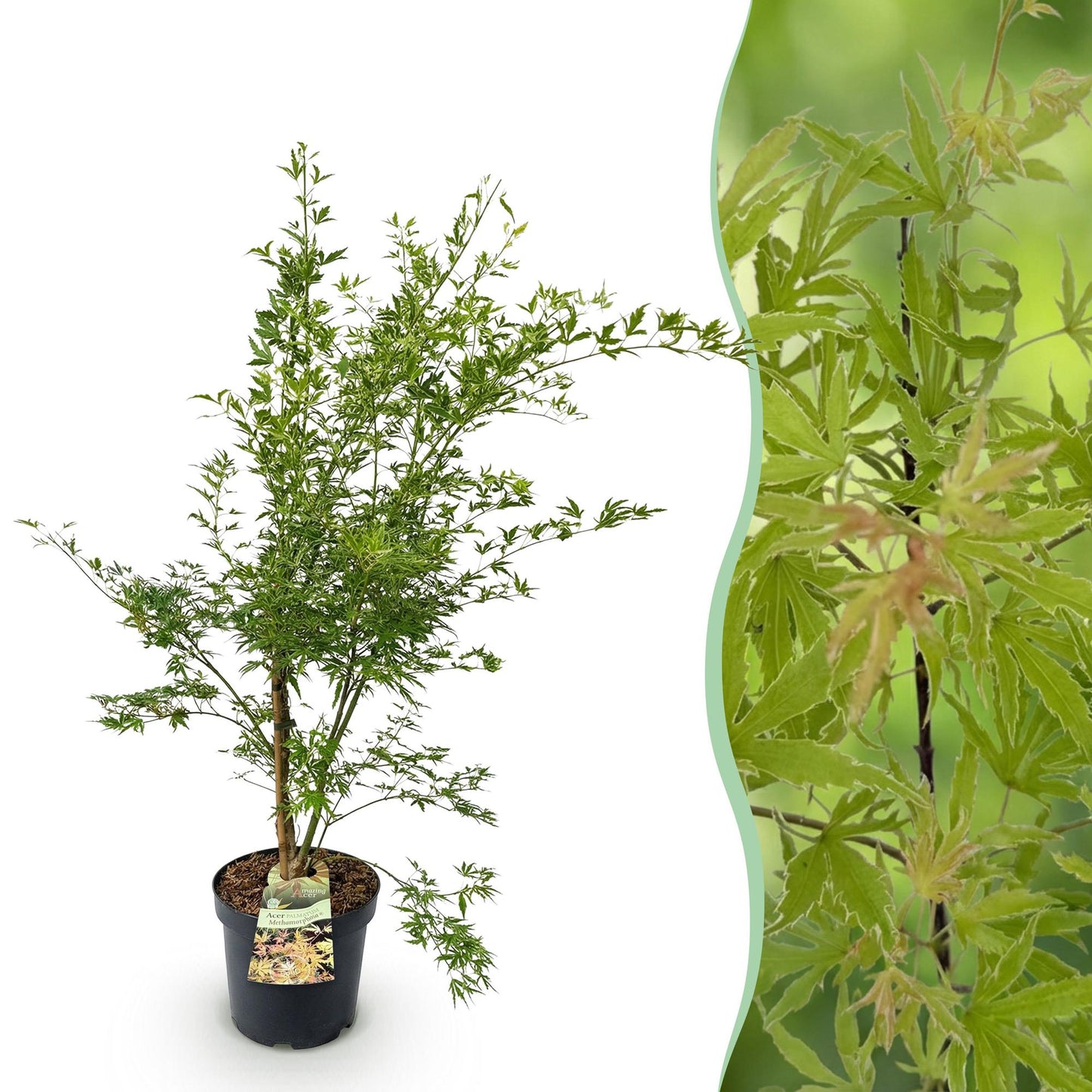 Garden plant - Acer palmatum Methamorphosa - Japanese Maple - Deciduous - Green - Orange - 1 - Pot 26cm - Height 90cm
