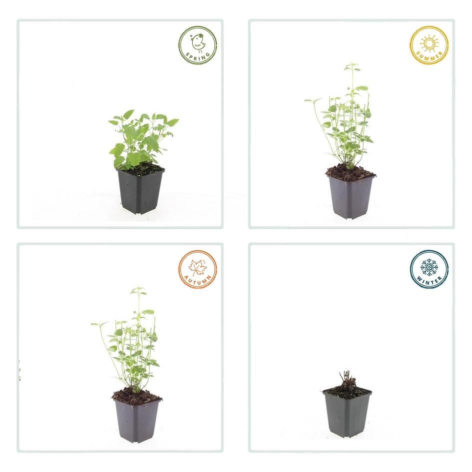 60x Agastache 'Vipera nera' - ↕10-25cm - Ø9cm