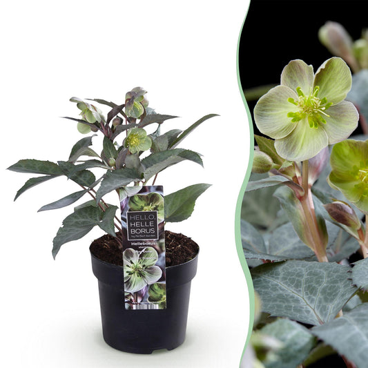 Green boutiQ - Tuinplant - Lenten Rose Helleborus sternii Silver Dollar - Groene  Bloem -1 Plant - Groenblijvend - Pot 14cm Hoogte 35cm