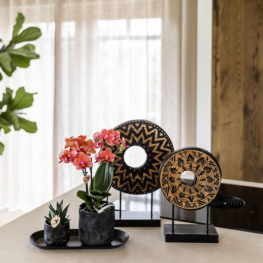 Kolibri Company | Set di piccole piante Urban Nature | Orchidea Phalaenopsis arancione Bolzano e succulenta incl. vasi decorativi in ​​ceramica su vassoio nero