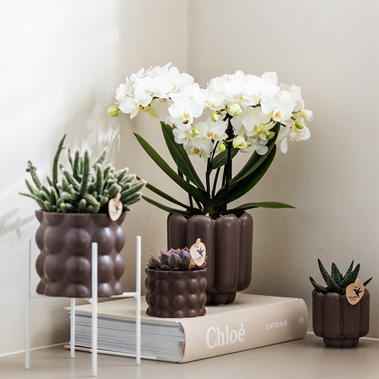 Kolibri Orchids | Orchidea phalaenopsis bianca in vaso Ø9cm | Zurigo | pianta da appartamento fiorita - fresca dal coltivatore