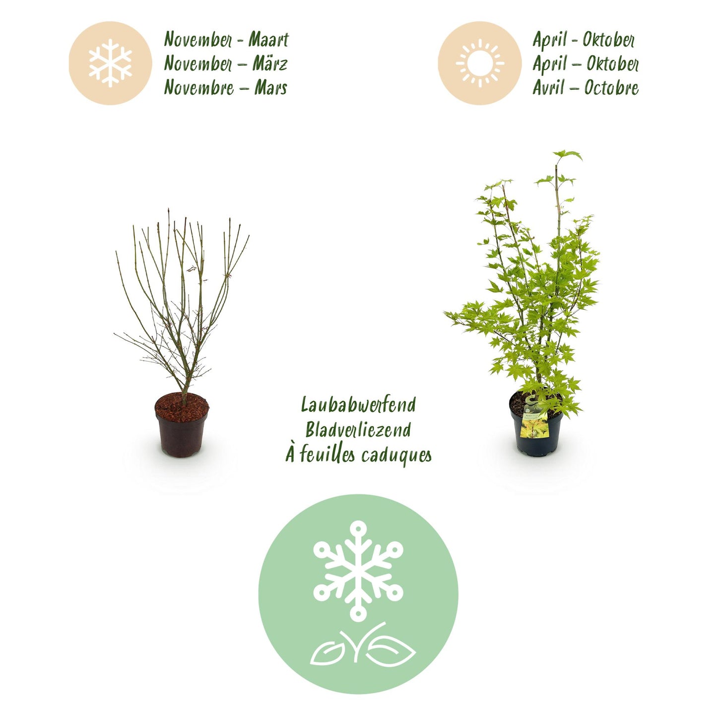 Green boutiQ - Garden Plant - Acer palmatum Summergold - Japanese Maple - Deciduous - Yellow - 1 - Pot 26cm - Height 90cm