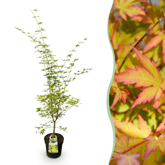 Garden plant - Acer palmatum Sangokaku - Japanese Maple - Deciduous - Green - 1 - Pot 26cm - Height 90cm
