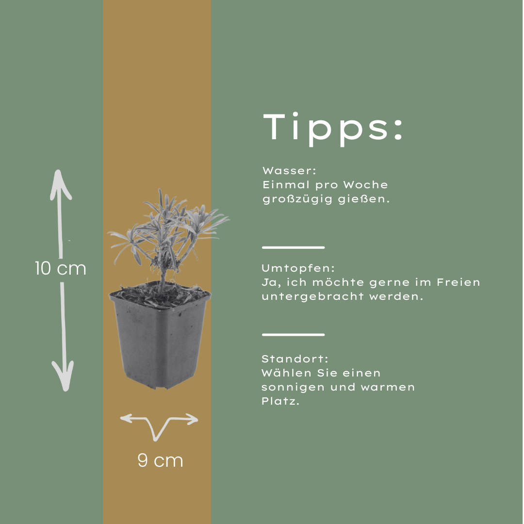 60x Erysimum 'Bowles' Mauve' - ↕10-25cm - Ø9cm