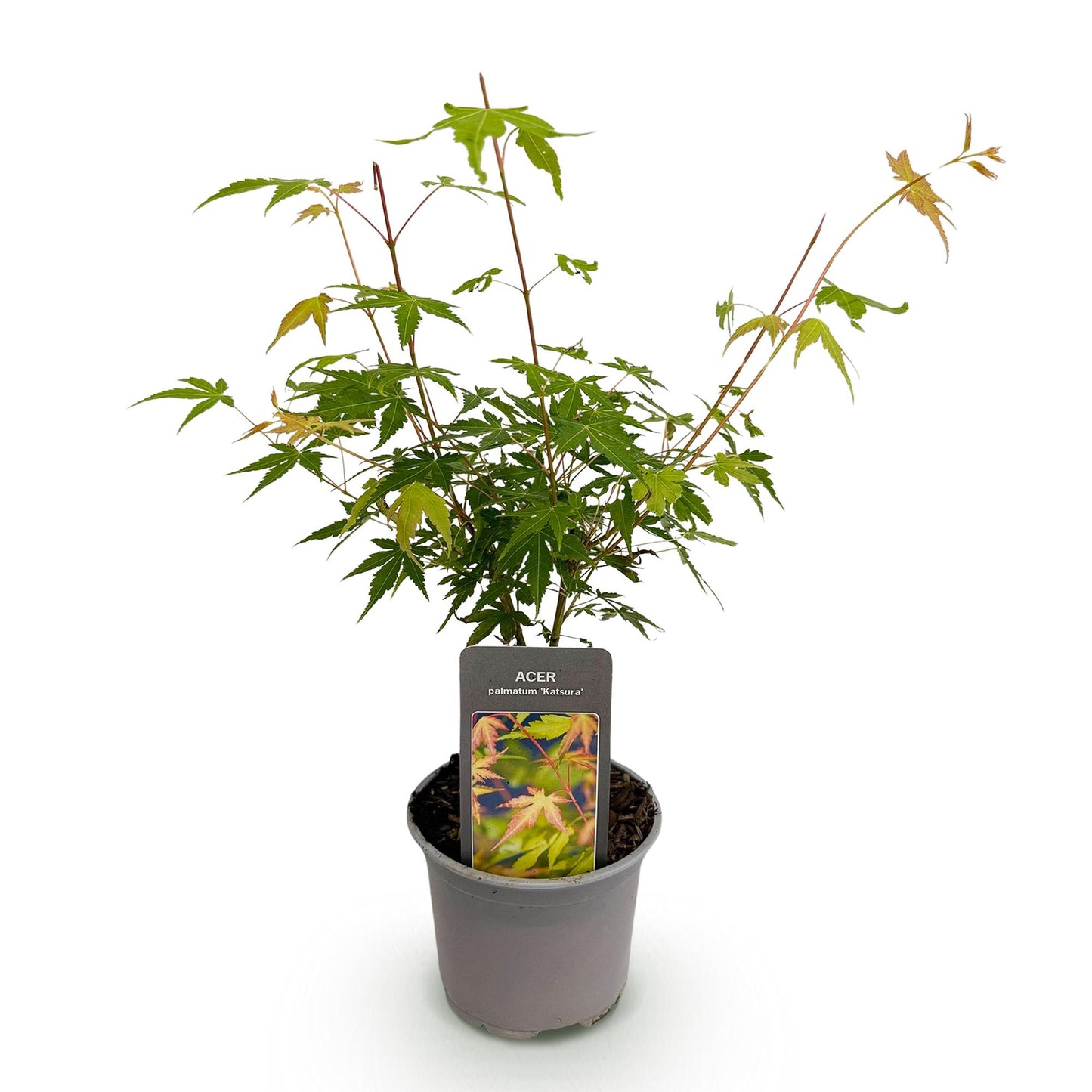 Green boutiQ - Pianta da giardino - Acer palmatum Katsura - Arancione - 1 Pianta - Decidua - Bassa manutenzione - Vaso 12 cm Altezza 35 cm