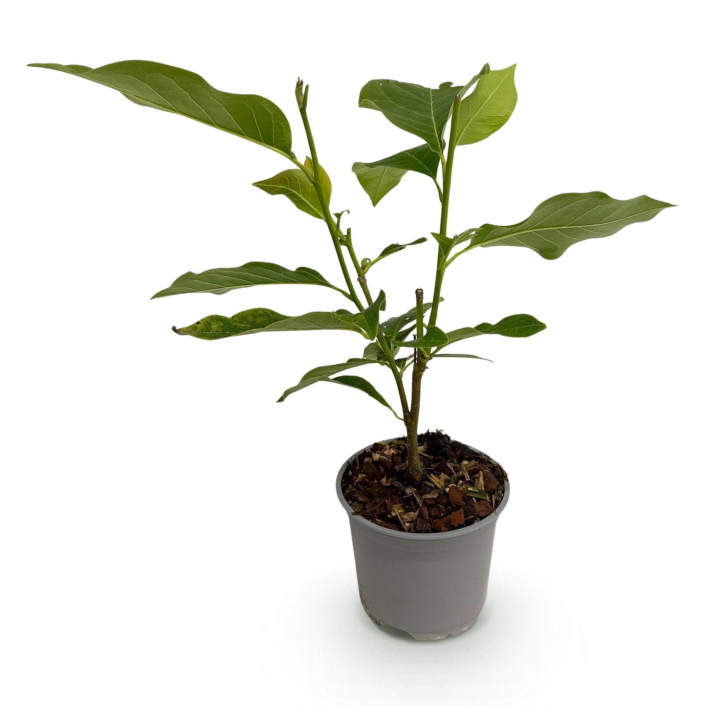 Garden Plant - Magnolia soulangeana - Flower Pink - 1 Plant - Deciduous - Low Maintenance - Pot 12cm Height 30cm
