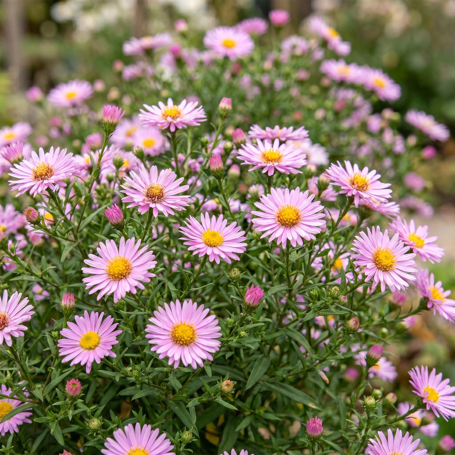 Perennial - Aster Wood's Pink - Spiraea - Bee and Butterfly Attractant - Pink - 1 Plant - 11cm Pot - Height 15-25cm