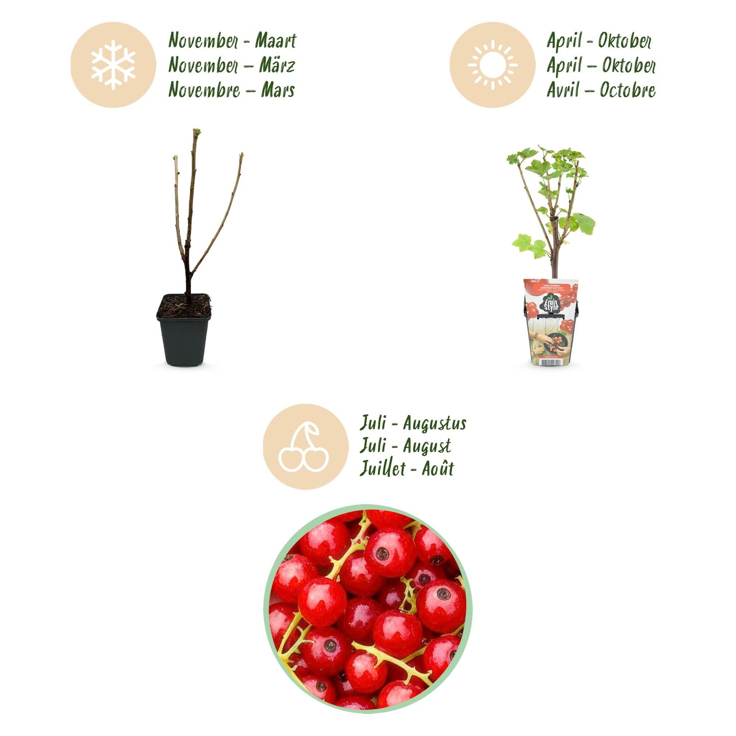 Green boutiQ - Fruitplanten - Rode Bes - Ribes rubrum Jonkheer van Tets  - Winterhard - 3 Planten - Pot 9 cm - Rode Bes