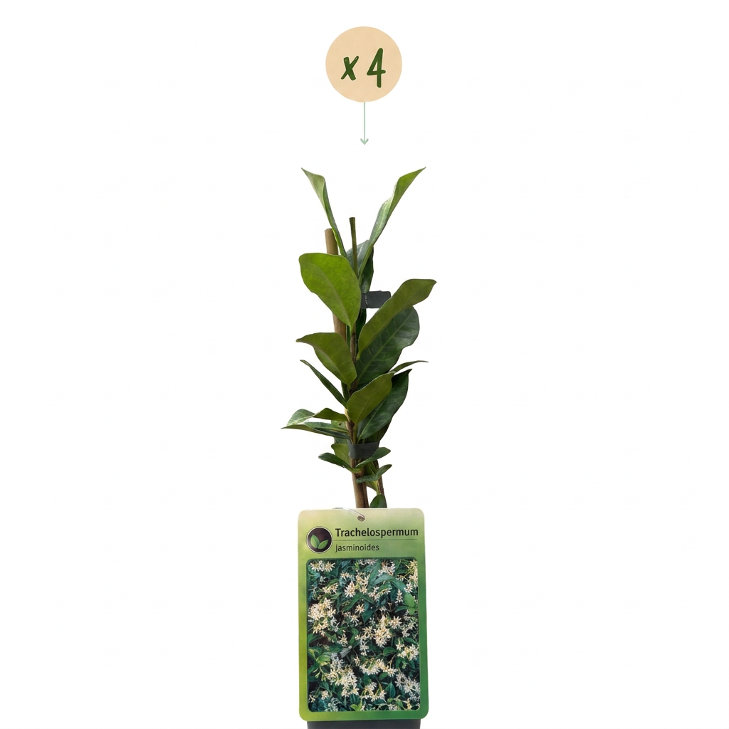 4x Trachelospermum jasminoides - Falso gelsomino - Bianco - Pianta rampicante - Ø9cm - ↕35cm