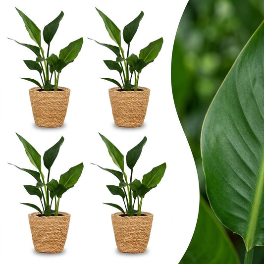 Green boutiQ - Strelitzia Reginea - Bird of Paradise - 4 Plants - with Seagrass Basket - Pot 12cm - Height 35cm