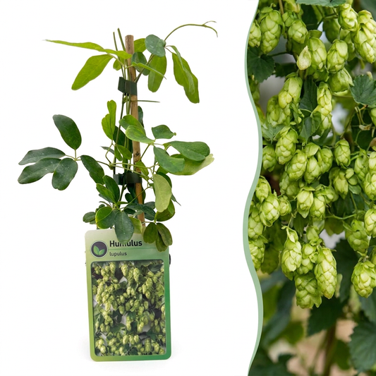 4x Humulus lup. Nordbrau - Hopfen Nordbrau - Grün - Kletterpflanze - Ø9cm - ↕35cm