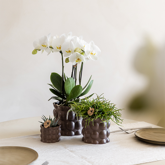 Kolibri Orchids | Set di piante di cotone marrone | Piante verdi con orchidea Phalaenopsis bianca Ghent in vasi di ceramica