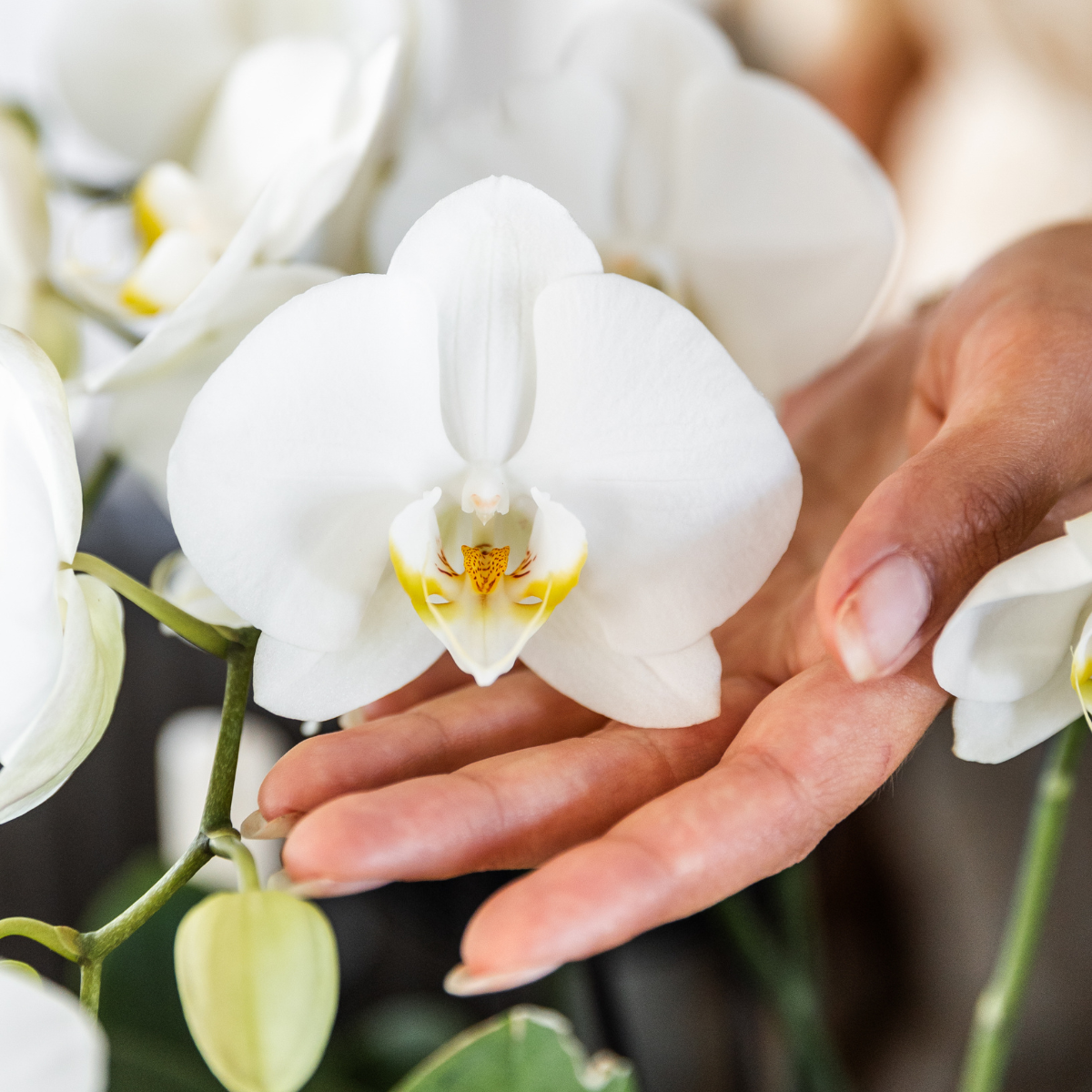 Kolibri Orchidee I OFFERTA COMBI di 2 orchidee Phalaenopsis bianche - dimensioni vaso Ø12 cm | pianta d'appartamento in fiore - fresca dal coltivatore