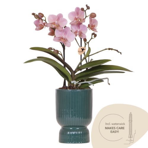 Kolibri Orchids | Orchidea rosa antico Treviso + vaso decorativo verde Diabolo con riserva d'acqua | diametro vaso Ø9cm | pianta da interno fiorita – direttamente dal coltivatore