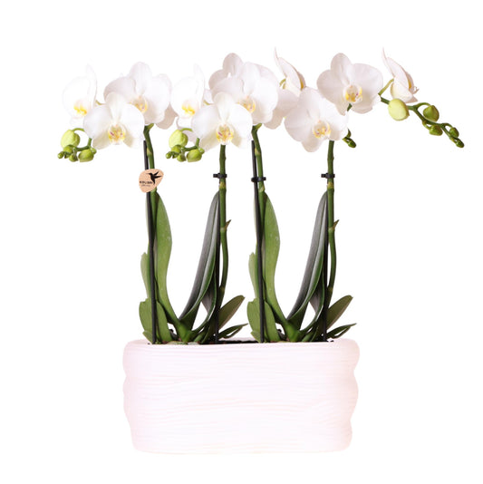 Hummingbird Orchids | White orchid set in Como dish incl. water reservoir | two white Amabilis orchids 9cm