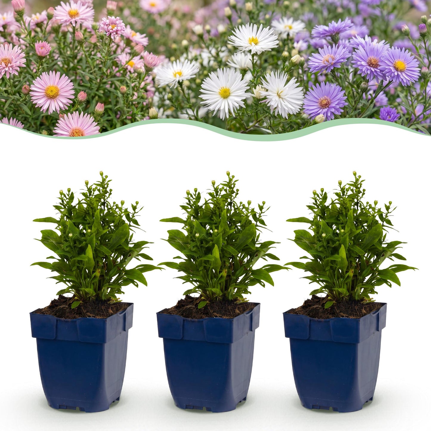 Green boutiQ - Plante vivace - Aster Tricolour - Aster de mer - Attire les abeilles et les papillons - Violet - Rose - Blanc - 6 Plantes - Pot 11cm - Hauteur 15-25cm