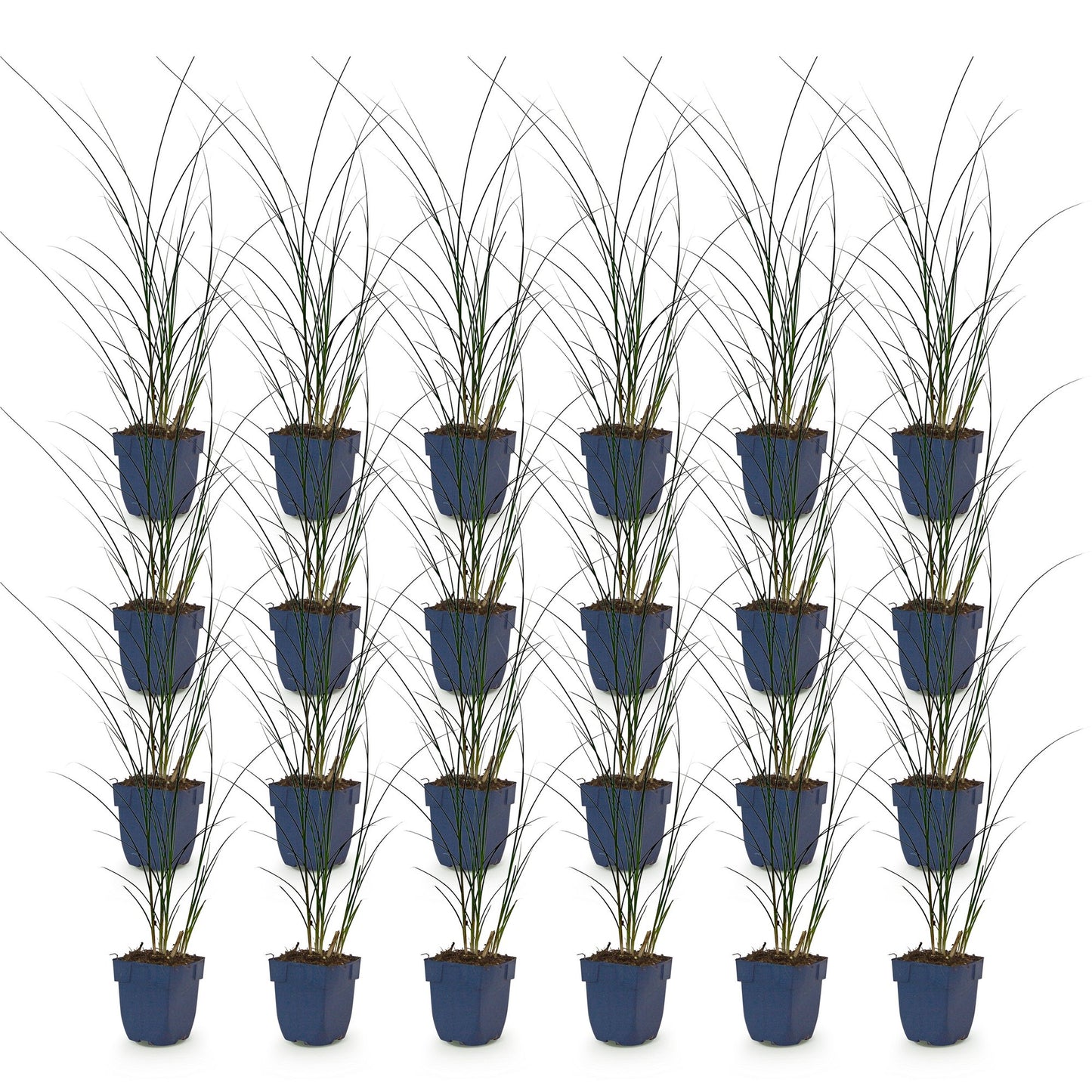Grasses - Miscanthus sin. Gracillimus - Pampas Grass - With Plume - Green - 24 Plants - Pot 11cm - Height 15-25cm