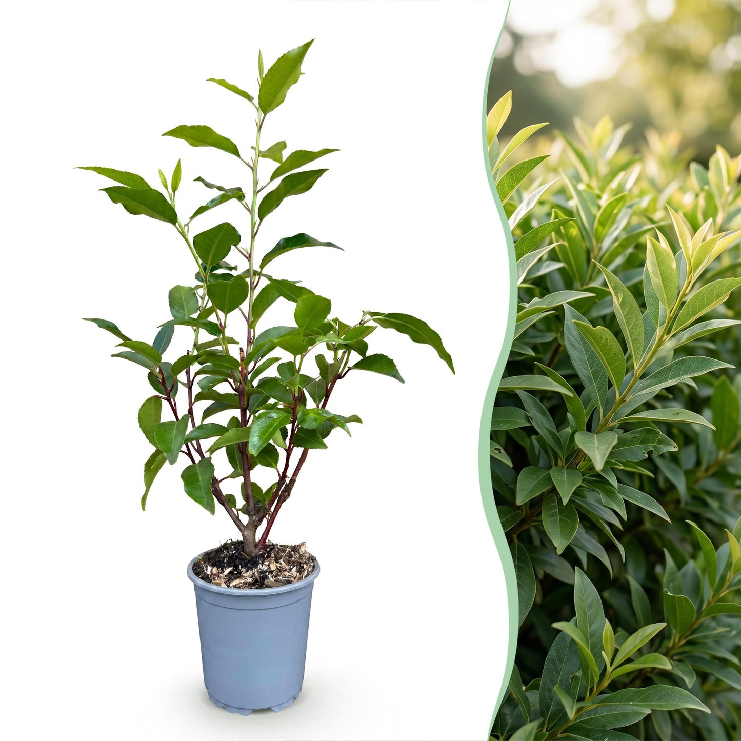 Green boutiQ - 16x Prunus lusitanica Angustifolia - Portuguese Laurel - Hedge Plants - Evergreen - Green - Pot 9cm - Height 25-35cm