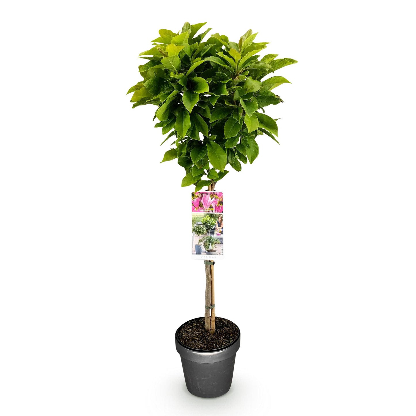 Green boutiQ - Plant on Stem - Magnolia Susan - Patio Plant - Deciduous - Winter Hardy - Pink Flower - Pot 19cm Height 90cm