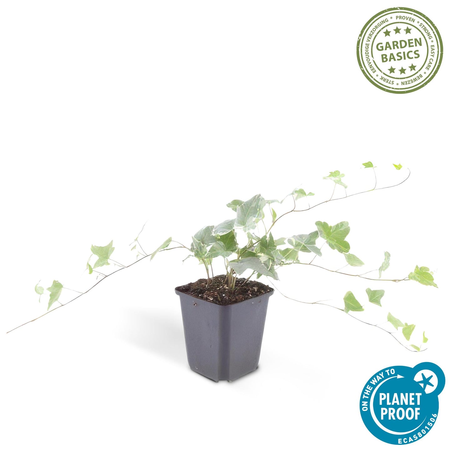 12x Common Ivy 'Glacier' - ↕10-25cm - Ø9cm